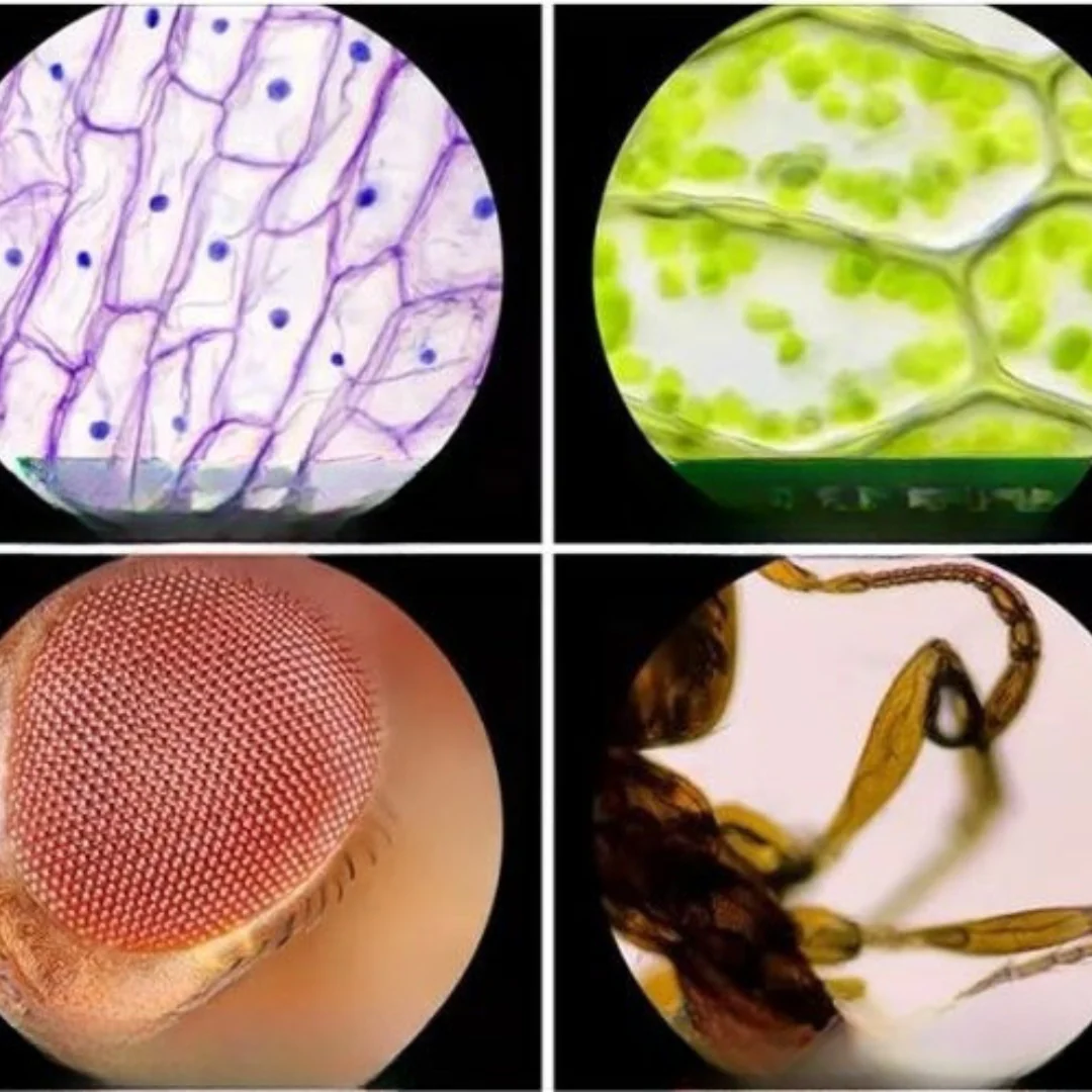 Kids Portable LED Pocket Microscope Toy - Image 10